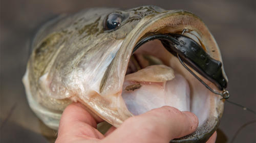 V&M Bayou Bullfrog