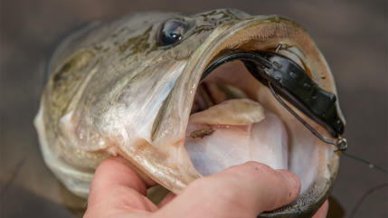 V&M Bayou Bullfrog